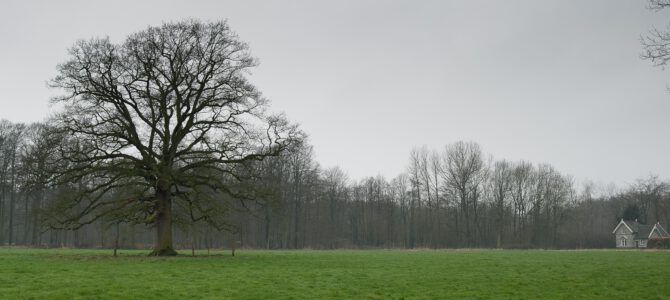 Hanzestedenpad Brummen – Dieren